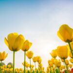 Yellow tulips blooming in a spring flower field against a bright blue sky