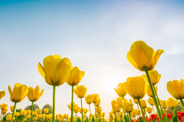 Yellow tulips blooming in a spring flower field against a bright blue sky